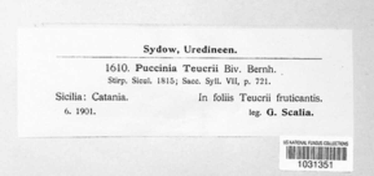 Puccinia teucrii image